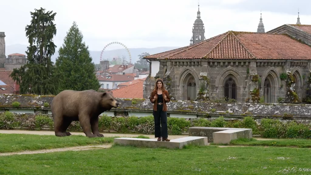 O oso pardo  